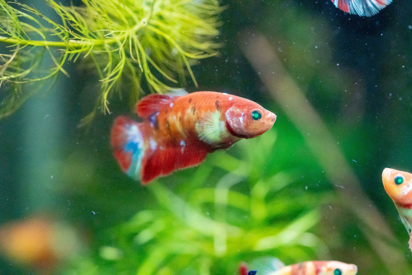 Female Betta Fish Koi Nemo Neon Plakat Sorority | Successful Sorority Pack