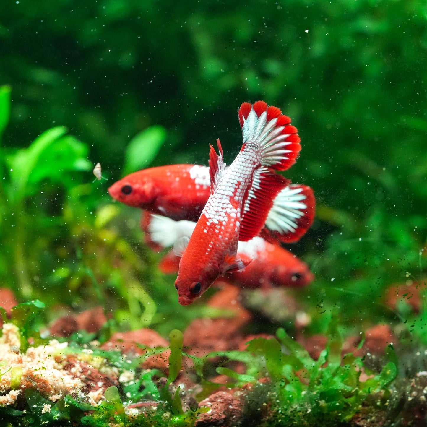 Fancy Copper Start Tail Female Betta Fish Sorority | Successful Sorority Pack