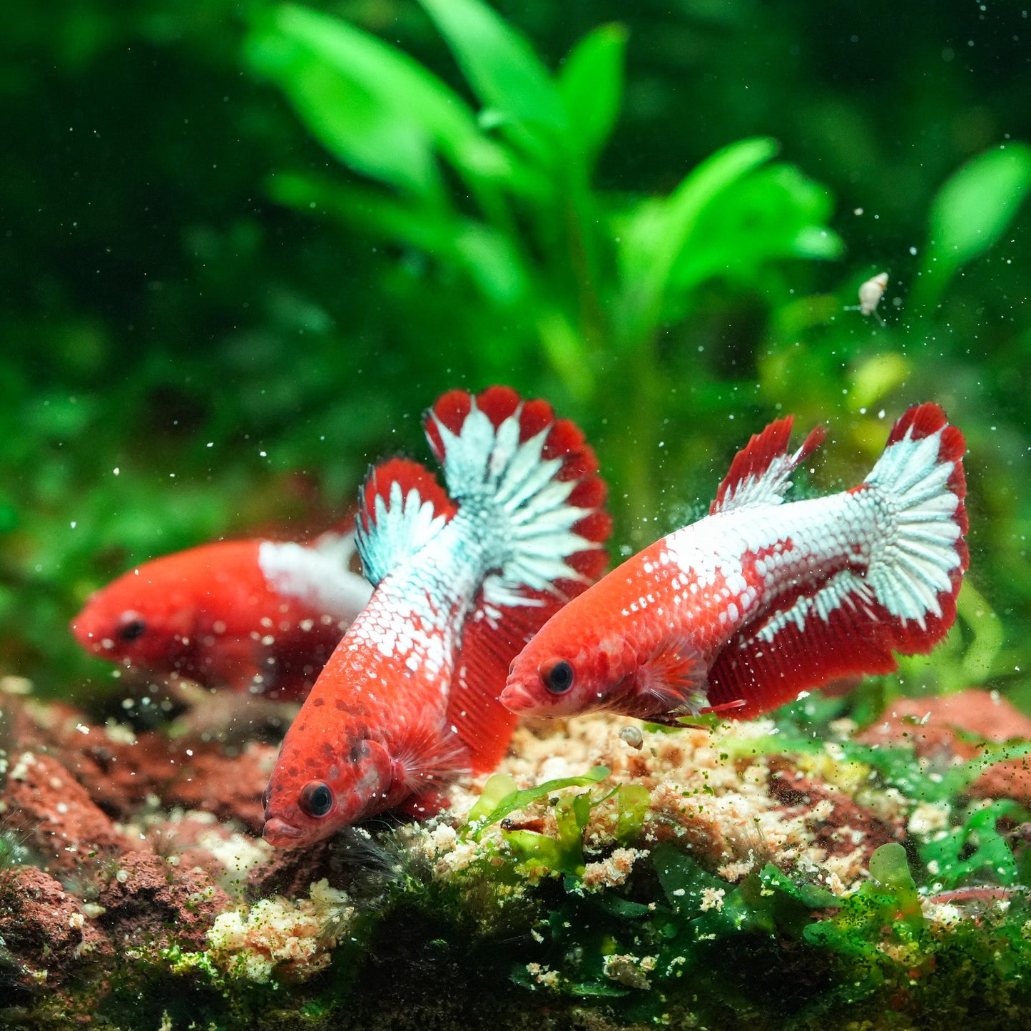 Fancy Copper Start Tail Female Betta Fish Sorority | Successful Sorority Pack