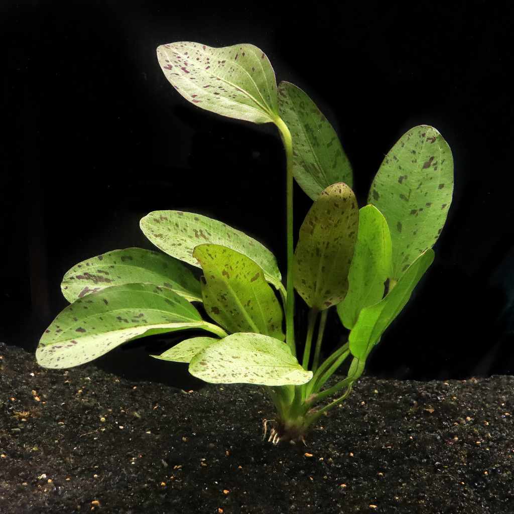 Echinodorus Ozelot