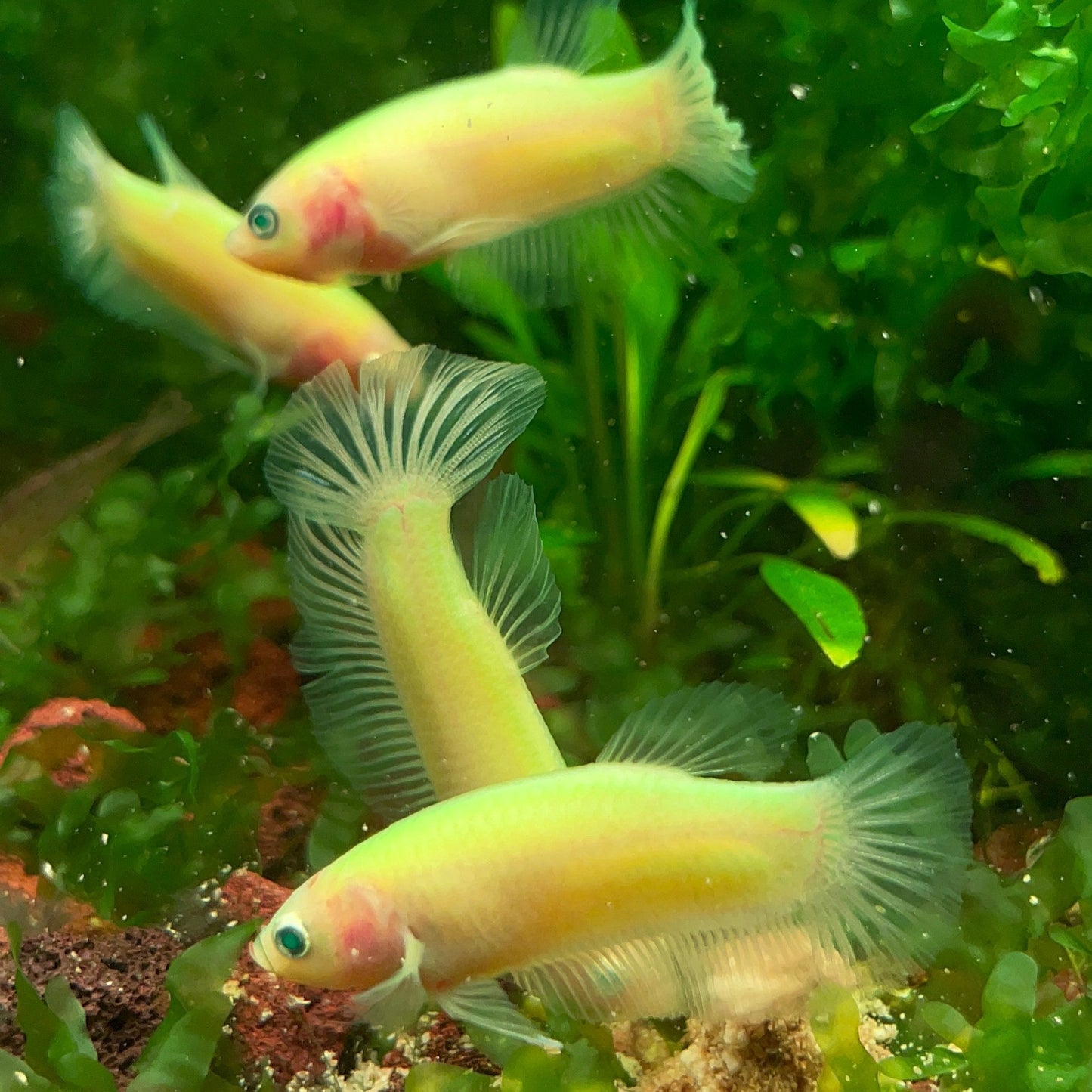 Neon Female Betta Fish