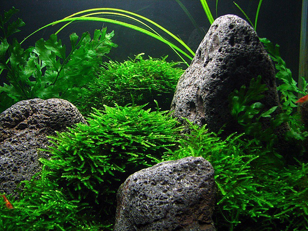 Peacock Moss