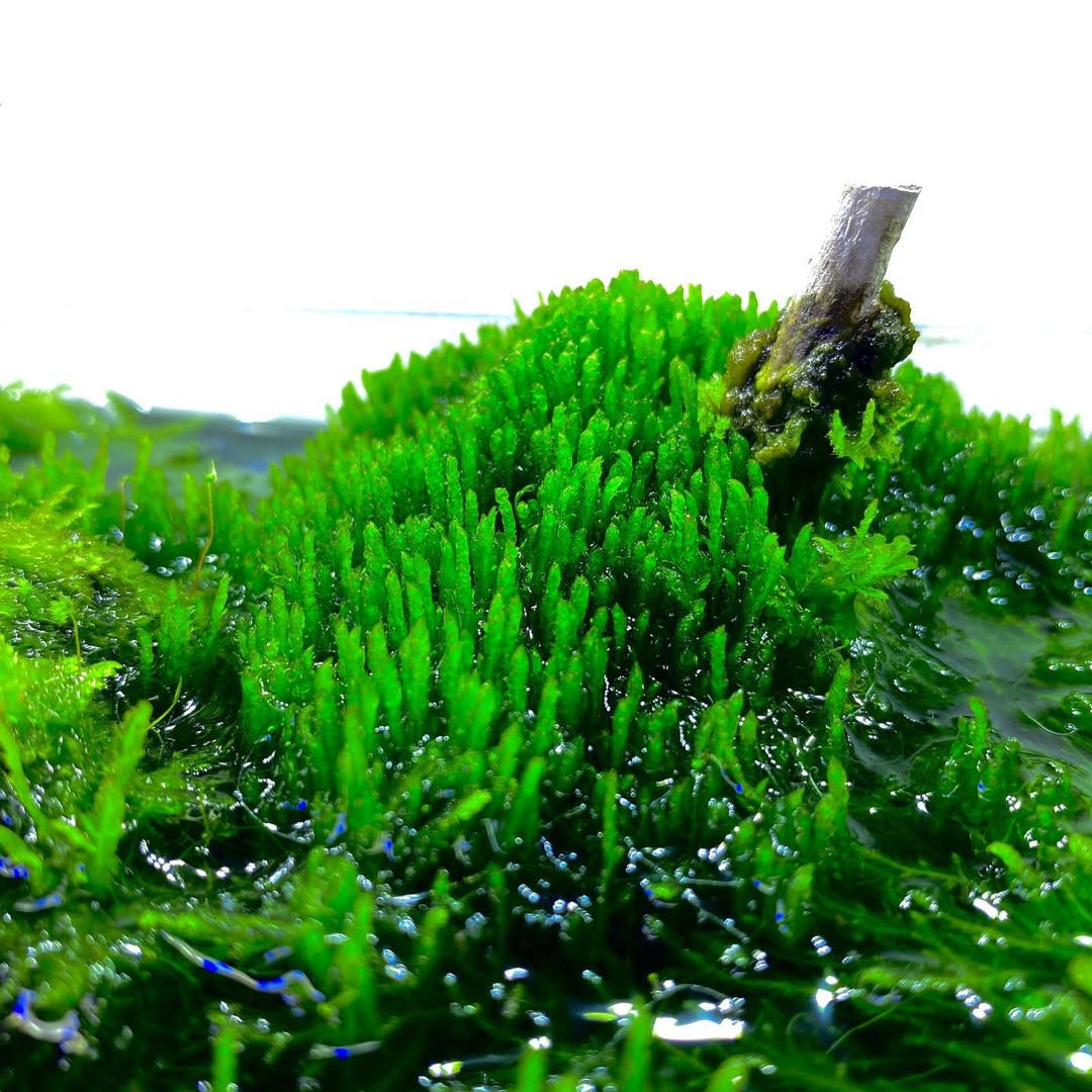 Flame Moss