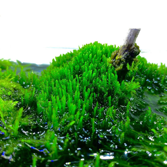 Flame Moss