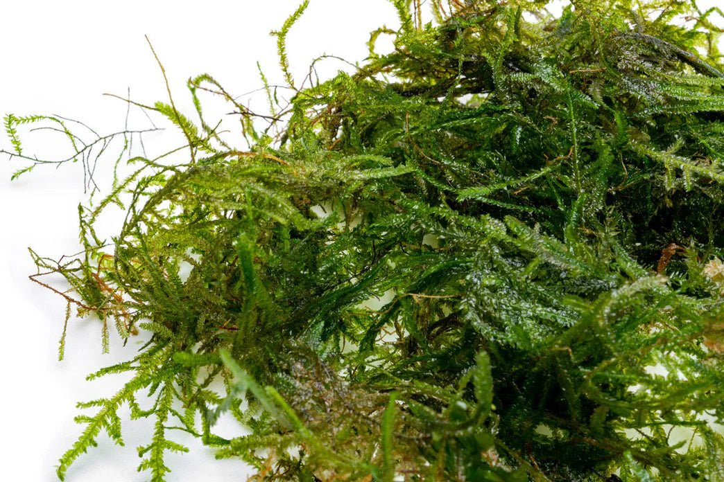 Peacock Moss