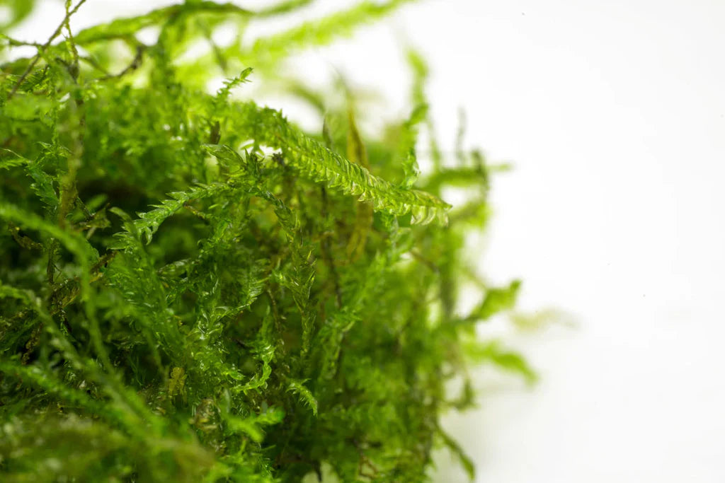 Peacock Moss