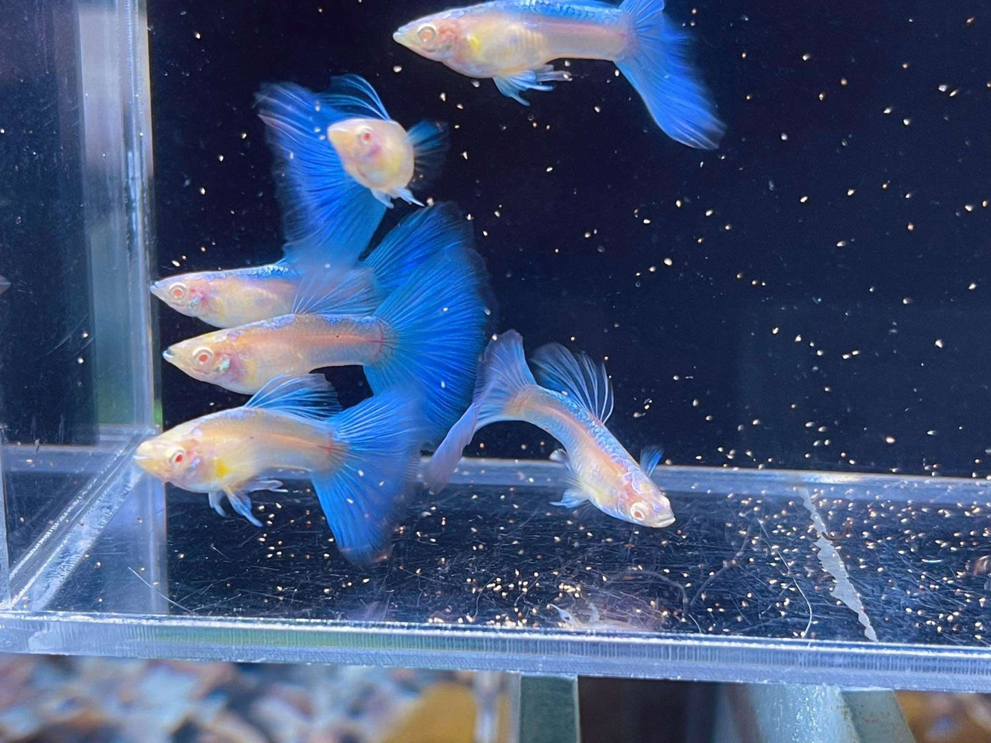 Blue Topaz Big Dorsal Guppy Fish
