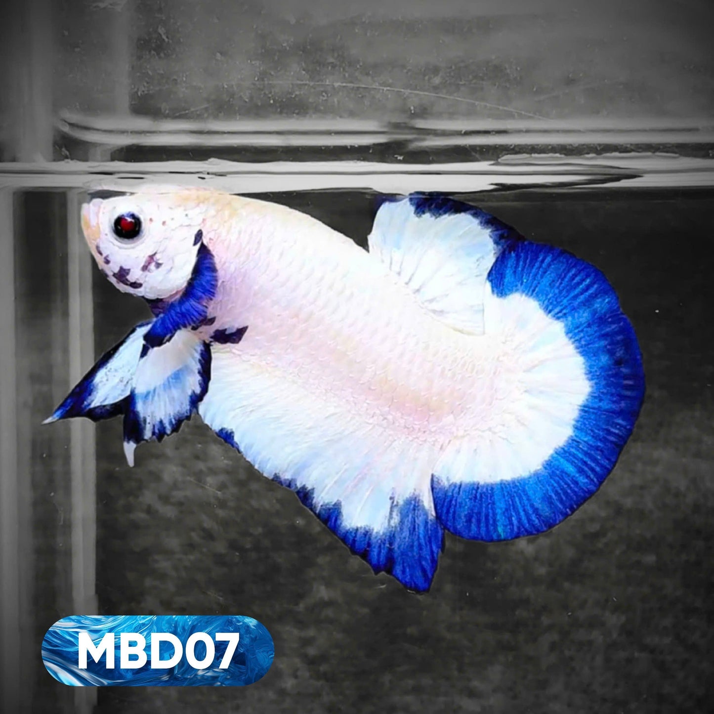 Blue Marble Dot Plakat Male Betta Fish | You Pick Fish