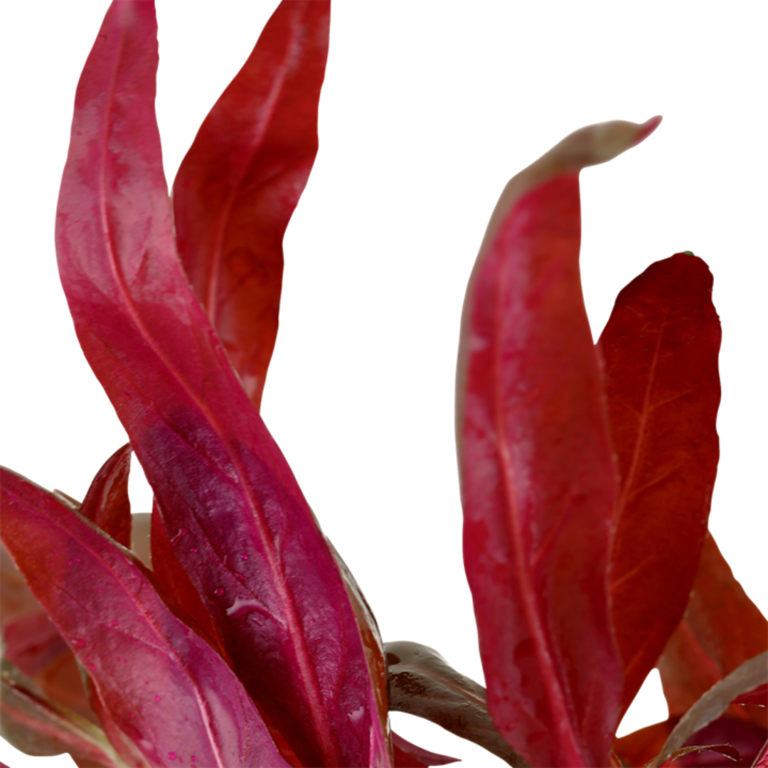 Alternanthera Reineckii