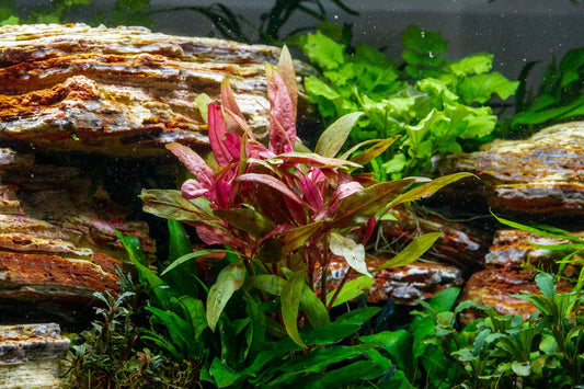 Alternanthera Reineckii