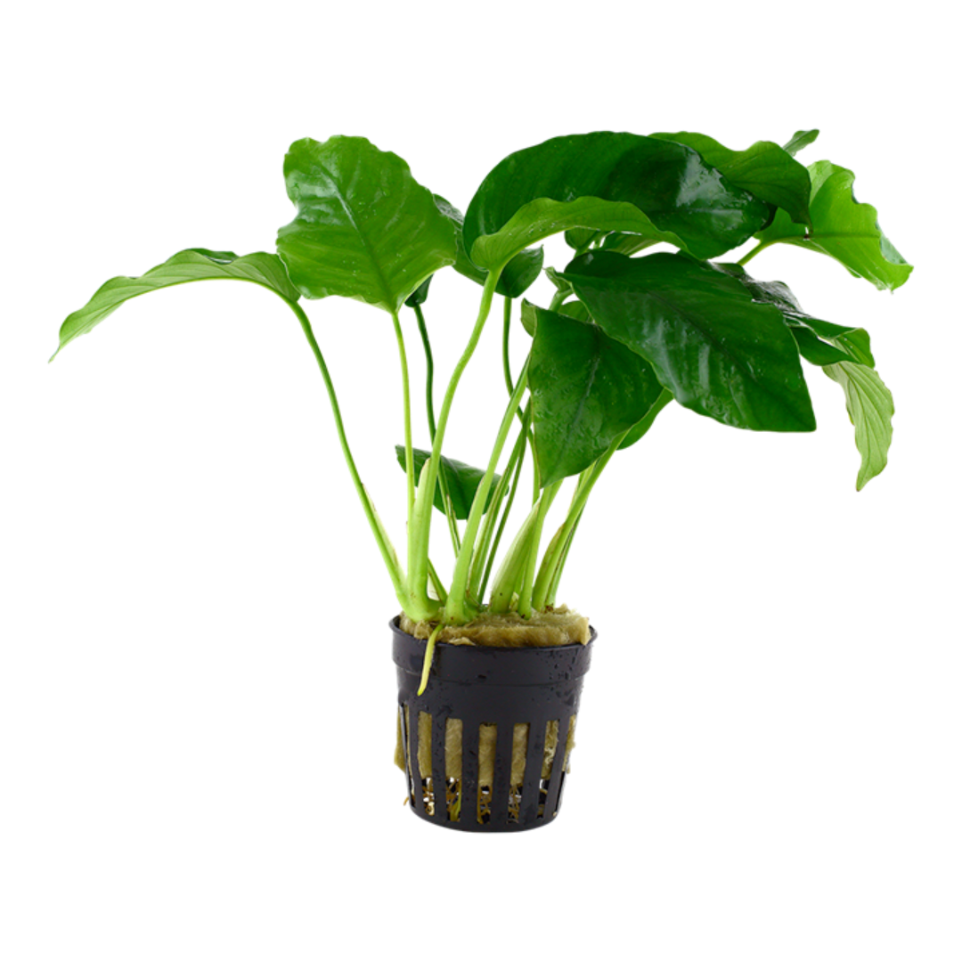Anubias Barteri