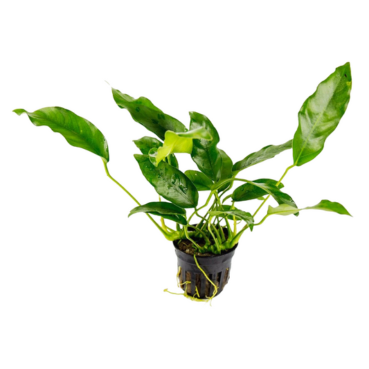 Anubias Short and Sharp