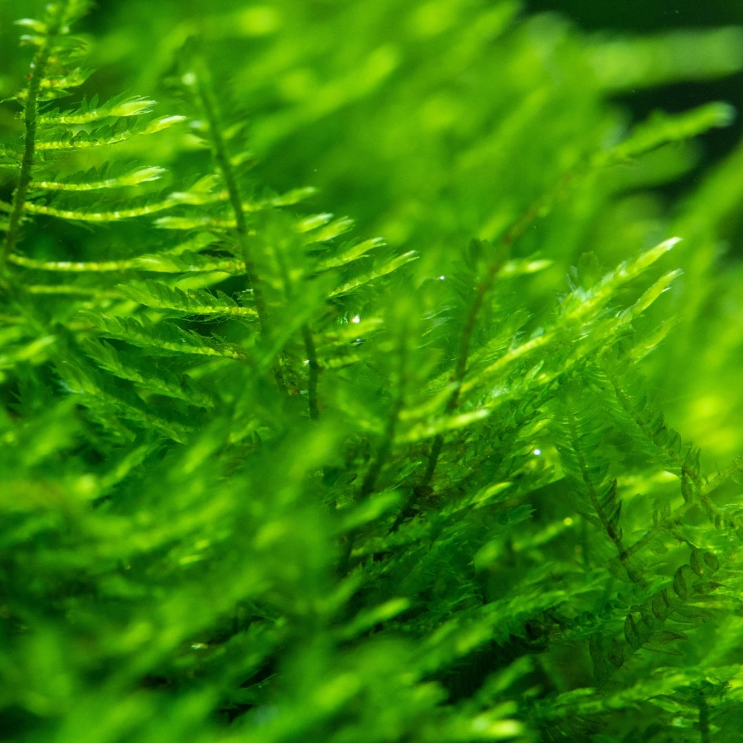 Christmas Moss