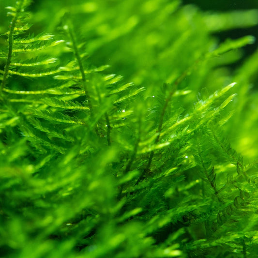 Christmas Moss